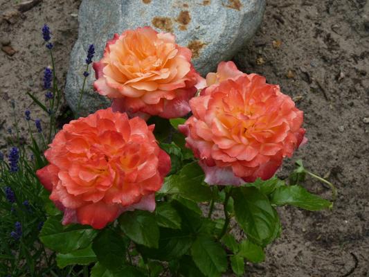 Rosen in voller Blüte, Foto: Petra Förster, Lizenz: Tourismusverband Dahme-Seenland e.V.