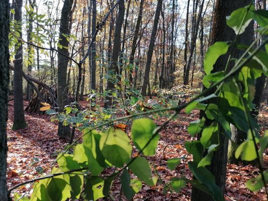 Im FriedWald Fürstenwalde führt ein herbstlicher Waldweg zwischen hohen Bäumen und Laubstreu hindurch, während grüne Blätter den Vordergrund prägen.