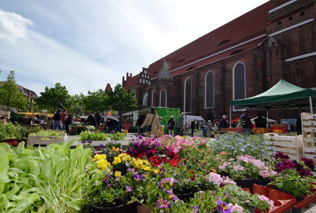 Auf dem Wochenmarkt am Oberkirchplatz werden zahlreiche frische Blumen, Pflanzen und Gemüse vor der großen Backsteinkirche in Cottbus angeboten.