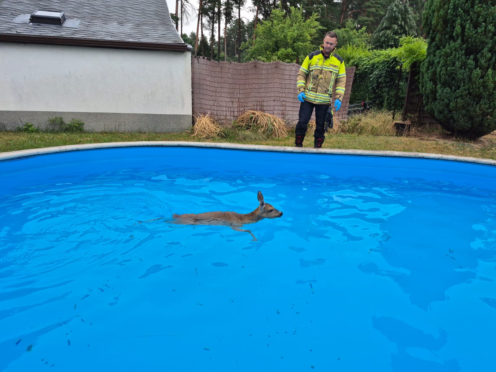 Ein Reh schwimmt in einem aufgestellten Pool, während ein Feuerwehrmann am Beckenrand die Lage beobachtet und die Hitzeeinsätze in Cottbus zeigt.