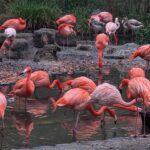 Tierpark Cottbus - Flamingoanlage