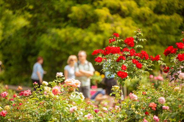 Rote Rosen blühen im Vordergrund, während im Hintergrund mehrere Besucher zwischen den Bäumen im Park stehen.