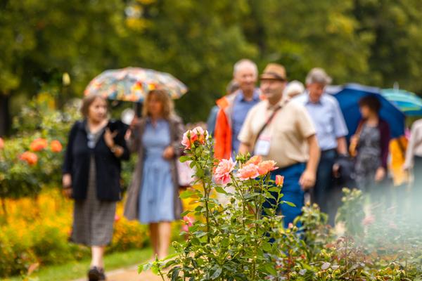 Besucher mit Regenschirmen gehen durch den Ostdeutschen Rosengarten, während im Vordergrund rosa Blüten am Weg stehen.
