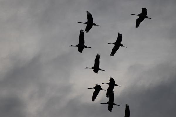 Mehrere Kraniche fliegen als dunkle Silhouetten in lockerer Formation vor einem grauen, wolkenverhangenen Himmel.