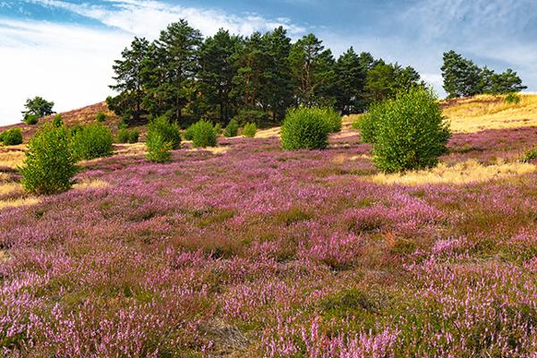 Blühende Heide mit einzelnen grünen Sträuchern und Kiefern auf einer sanften Anhöhe unter blauem Himmel.