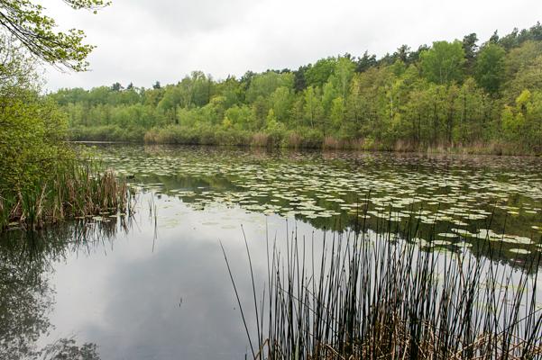 Ein ruhiger See mit Seerosenblättern, Schilf im Vordergrund und dichtem grünem Wald am gegenüberliegenden Ufer.