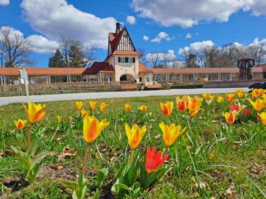 Im Vordergrund blühen gelbe und rote Tulpen, dahinter steht ein helles Gebäude mit Turm unter blauem Himmel und Wolken.