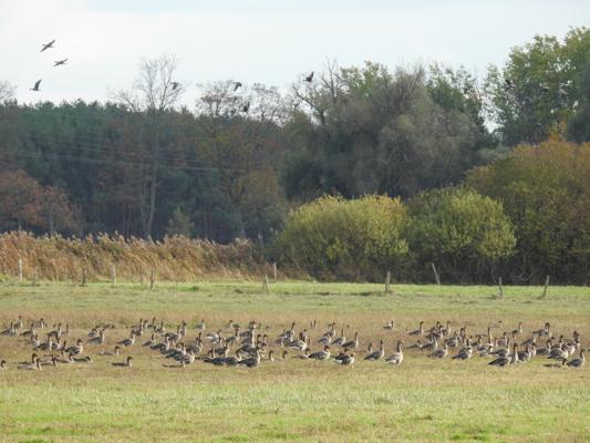 Eine große Gruppe Wildgänse ruht auf einer grünen Wiese, während weitere Vögel am Himmel über dem Wald kreisen.