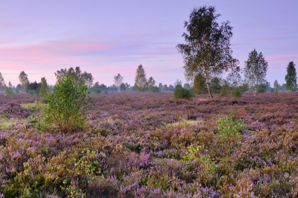Lila blühende Heide breitet sich unter einem rosa Himmel aus, dazwischen stehen einzelne Birken und junge Sträucher.