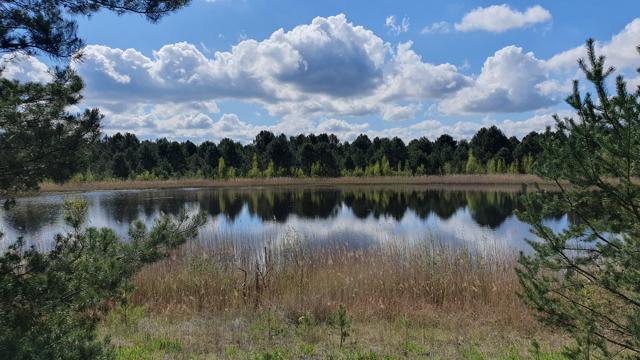 Ein stiller See mit Schilfgürtel spiegelt den bewölkten Himmel, während Kiefern und Mischwald das Ufer säumen.