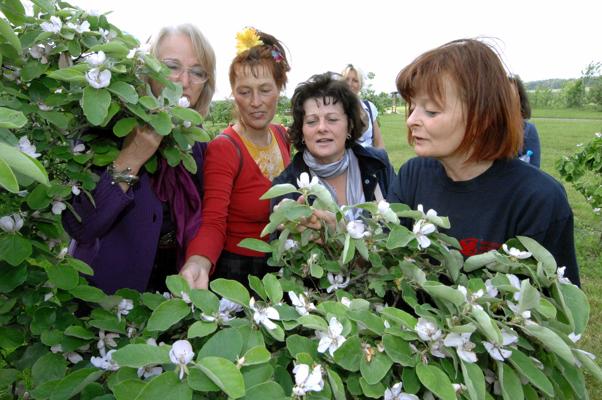 Mehrere Frauen betrachten blühende Obstzweige im Pomologischen Garten und sprechen zwischen den Bäumen miteinander.