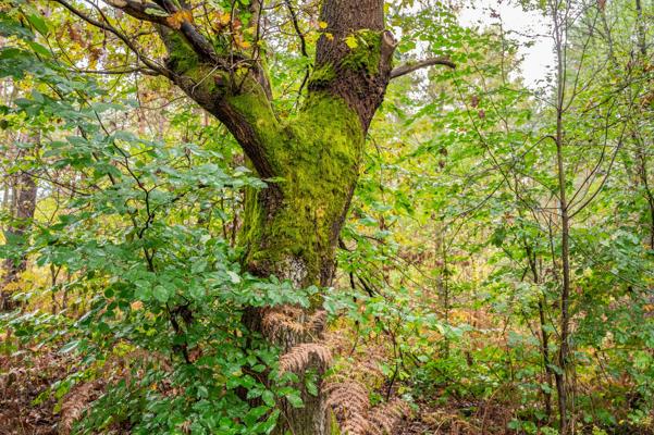 Ein moosbedeckter Baumstamm steht dicht zwischen grünen Sträuchern und jungen Bäumen im naturnahen Wald.