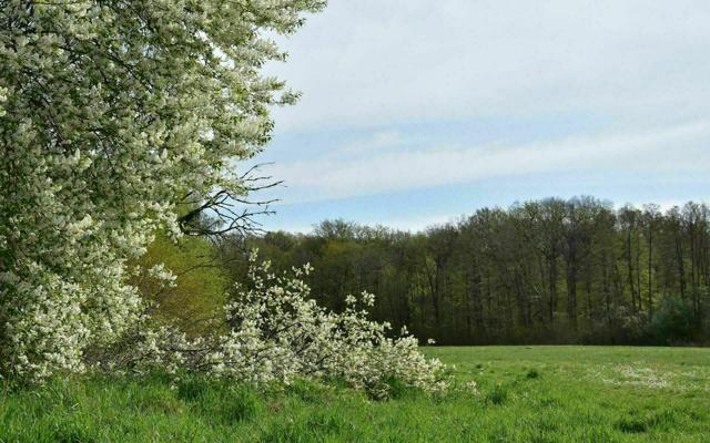 Weiße Blüten an Baum und Strauch am Rand einer grünen Wiese vor dichtem Wald unter hellem Frühlingshimmel.