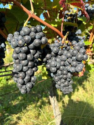 Dunkle Trauben hängen dicht an einem Rebstock, während Sonnenlicht die Beeren im Weinberg beleuchtet.