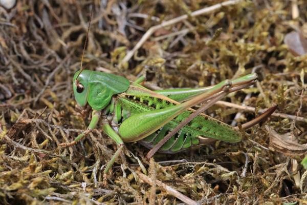 Eine grüne Heuschrecke sitzt zwischen trockenem Moos und Gräsern, mit langen Fühlern und angelegten Hinterbeinen.