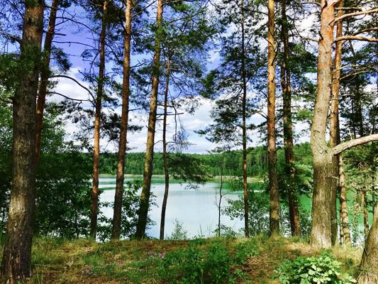 Zwischen hohen Kiefern öffnet sich der Blick auf einen ruhigen See mit hellem Wasser und bewaldetem Ufer.
