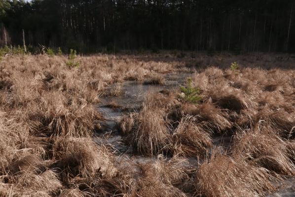 Eine feuchte Moorfläche mit braunem Gras und kleinen Wasserstellen erstreckt sich bis zum dunklen Waldsaum im Hintergrund.