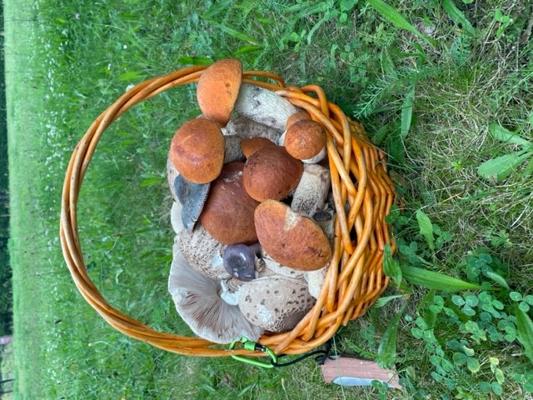 Ein geflochtener Korb ist mit verschiedenen herbstlichen Pilzen gefüllt und steht im Gras auf einer Wiese.