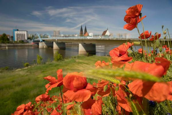 Leuchtend rote Mohnblumen stehen im Vordergrund vor einem Fluss, einer Brücke und der Stadtsilhouette mit Kirchtürmen.