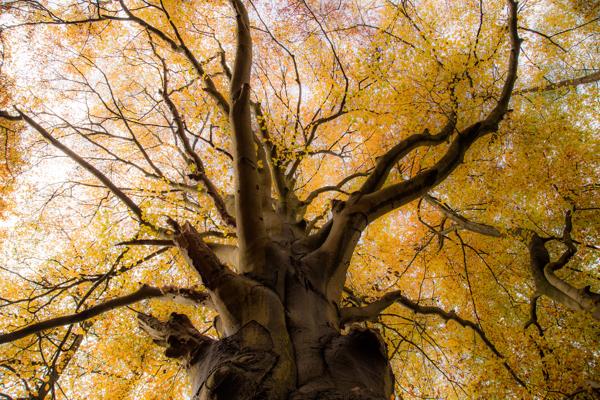 Ein mächtiger Baum ragt von unten ins Bild, seine verzweigten Äste tragen gelbes Herbstlaub im warmen Licht.