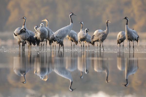Mehrere Kraniche stehen im flachen Wasser der Teiche, ihre langen Beine spiegeln sich deutlich an der ruhigen Oberfläche.