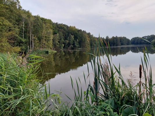 Am Dorchesee spiegeln sich Wald und Himmel im ruhigen Wasser, im Vordergrund wächst dichtes Schilf.