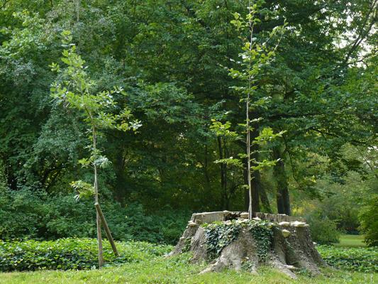 Zwei junge Bäume stehen im Grünen, einer auf einem alten Baumstumpf mit Efeu, beide mit Stützpfählen.