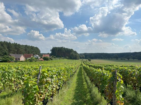 Blick entlang der Rebenreihen in einem Weinberg bei Grano, mit Häusern am Rand, Wald im Hintergrund und wolkigem Himmel.