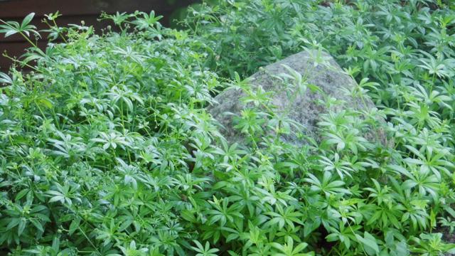 Üppiges Grün mit Wildkräutern und einem großen Stein erinnert an die Kräuter- und Naturwanderung bei bioLOGischen Zusammenhängen in der Natur.