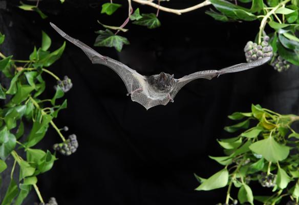 Eine Fledermaus breitet die Flügel aus und fliegt vor dunklem Hintergrund zwischen grünen Efeuranken und Beeren.