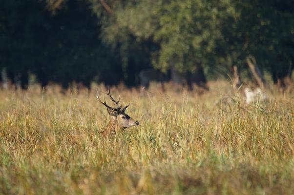 Ein Rothirsch mit Geweih hebt den Kopf aus hohem Gras vor einem unscharfen Waldsaum im Spätsommerlicht.