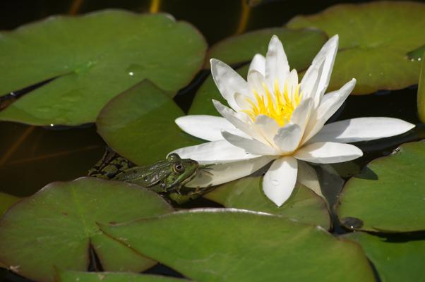 Eine weiße Seerose mit gelber Mitte blüht zwischen grünen Teichblättern, während ein Frosch am Blattrand liegt.