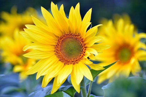 Eine gelbe Sonnenblume mit braunem Blütenzentrum steht im Vordergrund, weitere Blüten sind weich unscharf im Hintergrund.