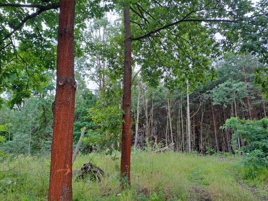 Mehrere Kiefern und Laubbäume stehen auf einer hellgrünen Waldlichtung mit dichtem Unterholz im Hintergrund.