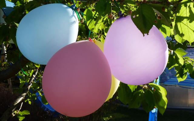 Luftballons, Foto: Petra Förster, Lizenz: Tourismusverband Dahme-Seenland e.V.
