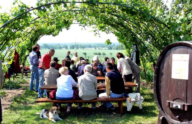 Menschen sitzen unter einer Weinlaube an Bänken, mit Blick auf Felder., Foto: Weinbauverein Schlieben, Lizenz: Weinbauverein Schlieben