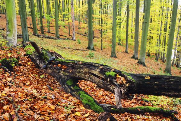 Totholz ist Leben, Foto: Stiftung NaturschutzFonds, Lizenz: Stiftung NaturschutzFonds