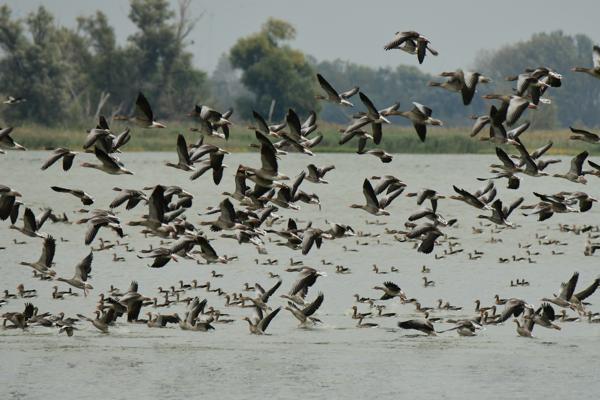 Graugänse am Schlafgewässer, Foto: Stiftung NaturschutzFonds, Lizenz: Stiftung NaturschutzFonds