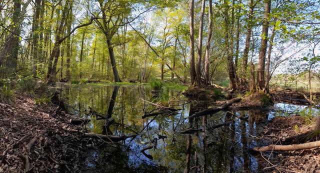 Ein ruhiger Feuchtwald mit spiegelndem Wasser, umgestürzten Ästen und dichtem Uferbewuchs am Seeufer.