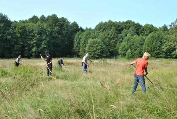 Mehrere Menschen mähen auf einer Feuchtwiese mit Handsensen, während im Hintergrund ein dichter Wald steht.