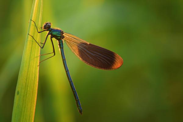 Eine grün schimmernde Libelle sitzt mit ausgebreiteten Flügeln an einem Schilfhalm vor weichem, grünem Hintergrund.