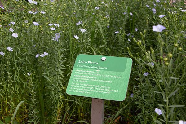 Eine grüne Infotafel zu Lein und Flachs steht zwischen blühenden Pflanzen im Beet und erklärt Linum usitatissimum.