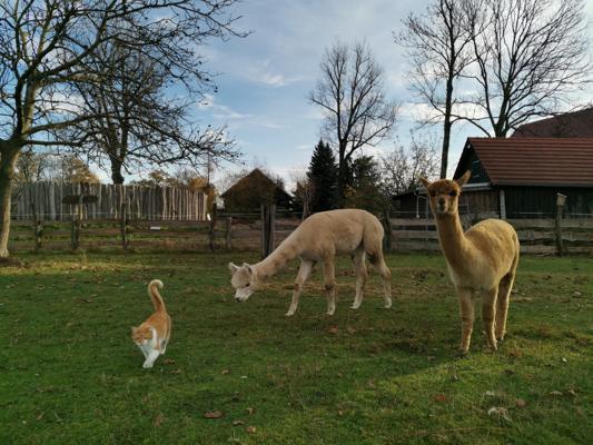 Auf der Wiese stehen zwei Alpakas neben einer Katze, im Hintergrund sind Zäune, Bäume und Hofgebäude zu sehen.