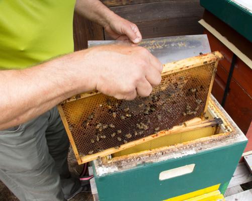 Ein Imker hebt einen Wabenrahmen aus einem geöffneten Bienenstock, auf dem viele Bienen zwischen den Honigwaben sitzen.