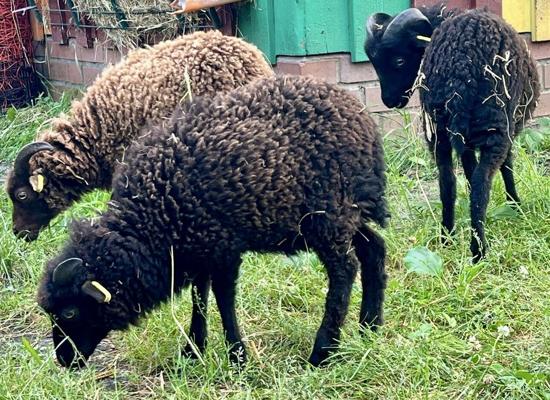Scharmuntzelland - Tiere, Foto: Ferienpark Wendisch Rietz, Lizenz: Ferienpark Wendisch Rietz