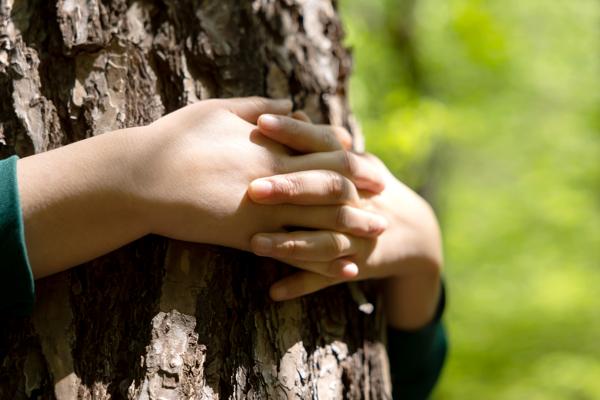 Beim Waldbaden umarmen Hände den Baumstamm im grünen Wald und greifen die beruhigende Atmosphäre der Natur für eine bewusste Auszeit auf.