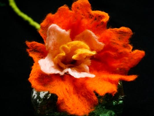 Eine orange-weiße gefilzte Blüte mit weichen, verfilzten Blütenblättern liegt vor dunklem Hintergrund.
